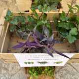 ...il nutrimento di piante quali il senecio, la tradescantia e la crassula ovata